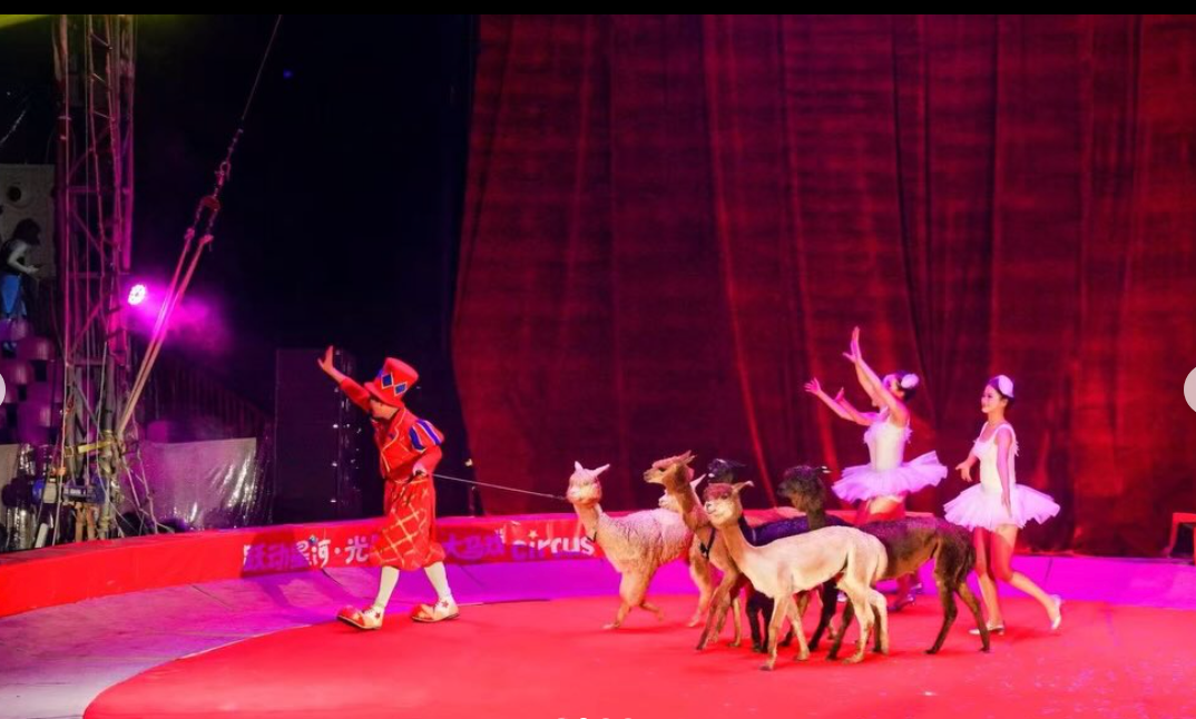 MAGIC Live 2026